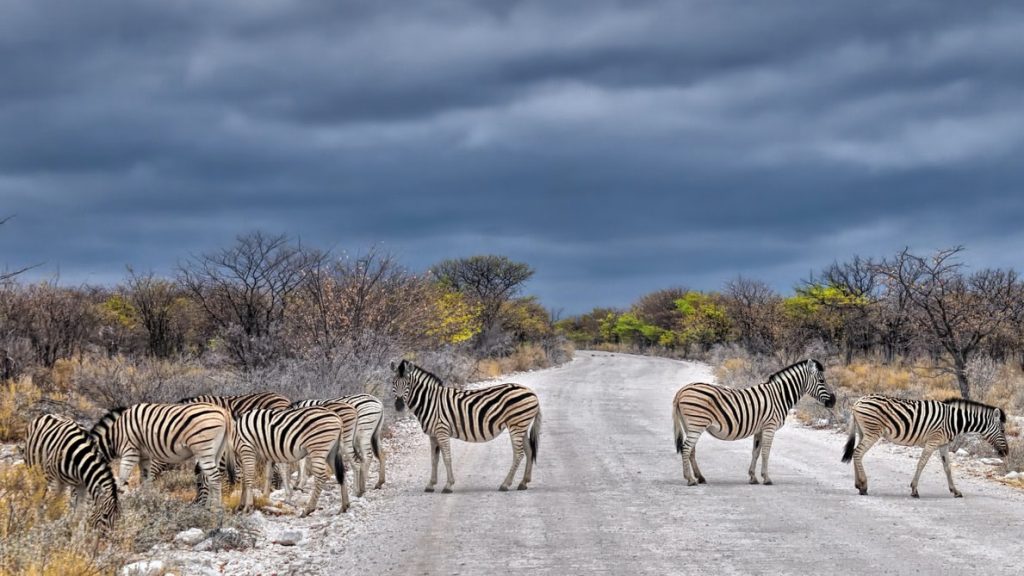 Budget Safari in Tanzania