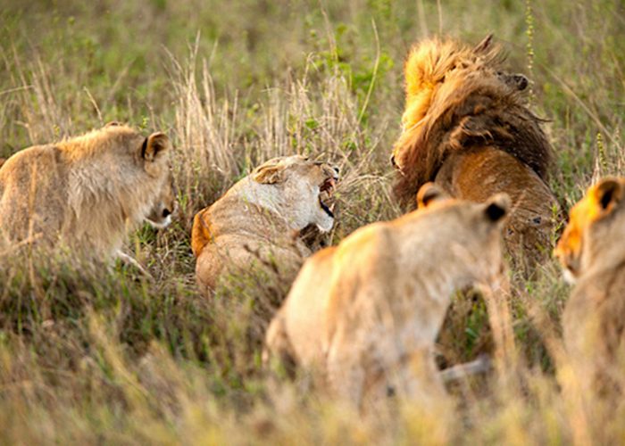 3 Days Safari to Serengeti and Ngorongoro Crater