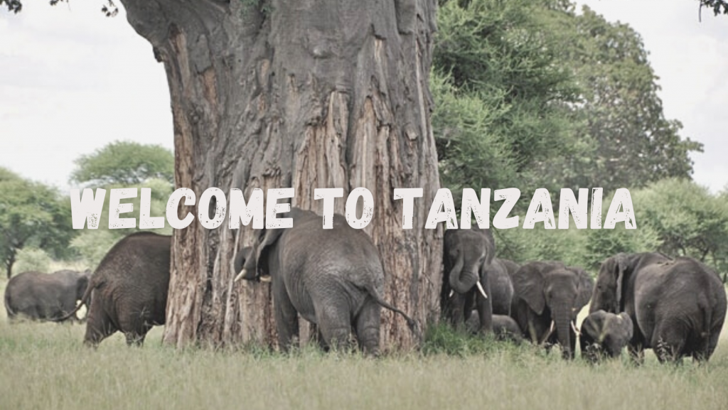 Safari in Africa Tanzania