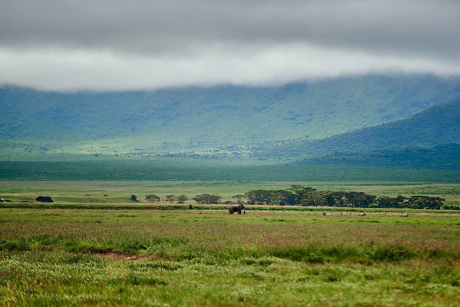 2-Day Tanzania Luxury Safari