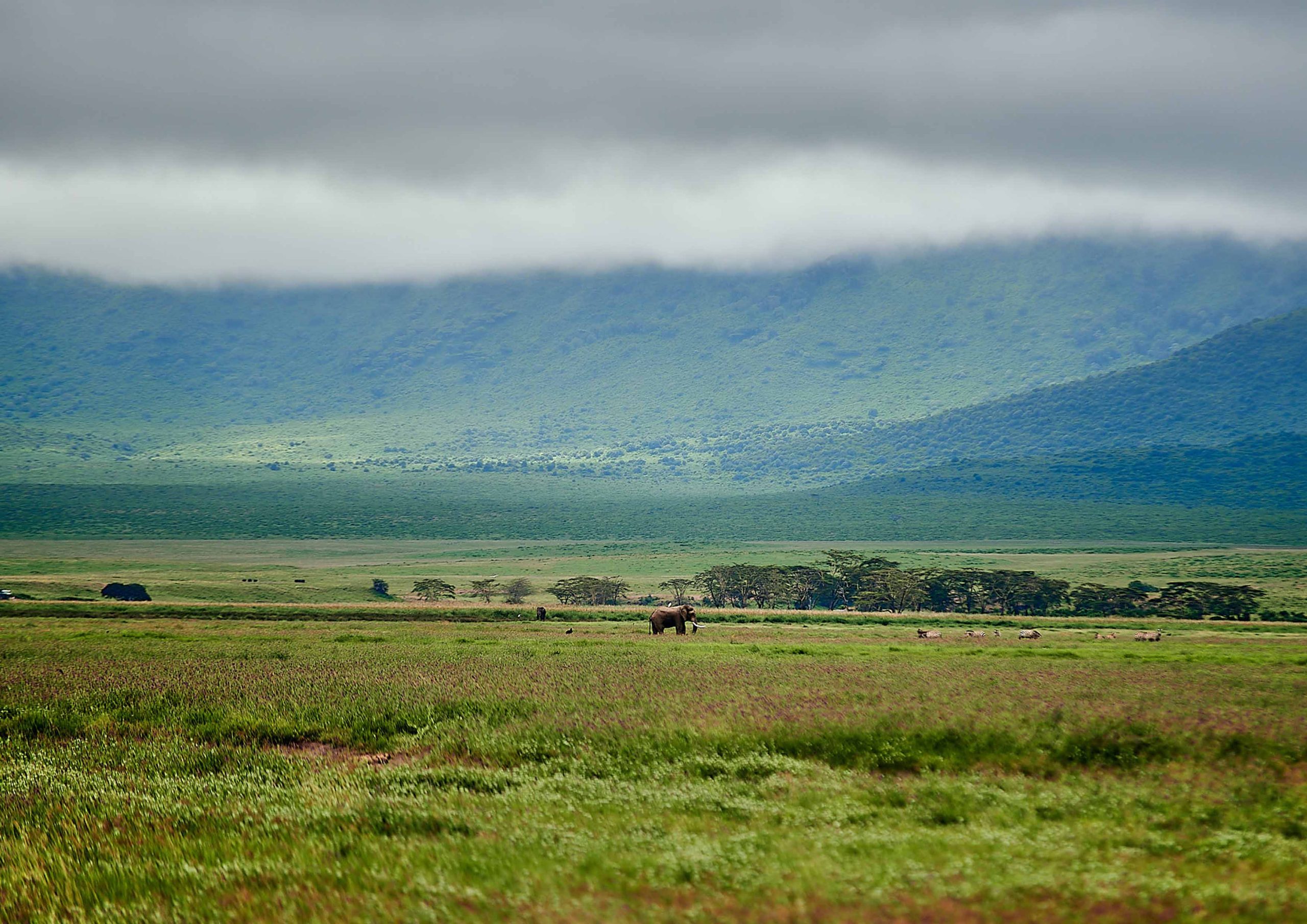 2-Day Tanzania Luxury Safari