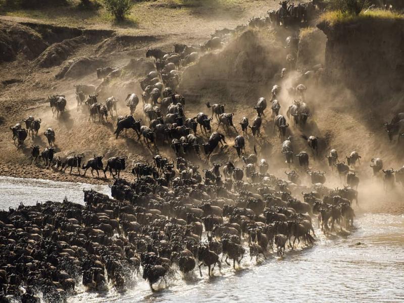 7 days Serengeti Migration