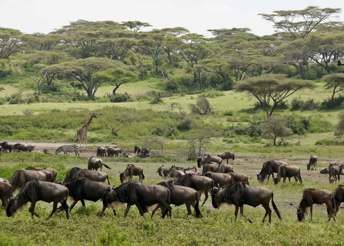 4 Day Ndutu Calving season