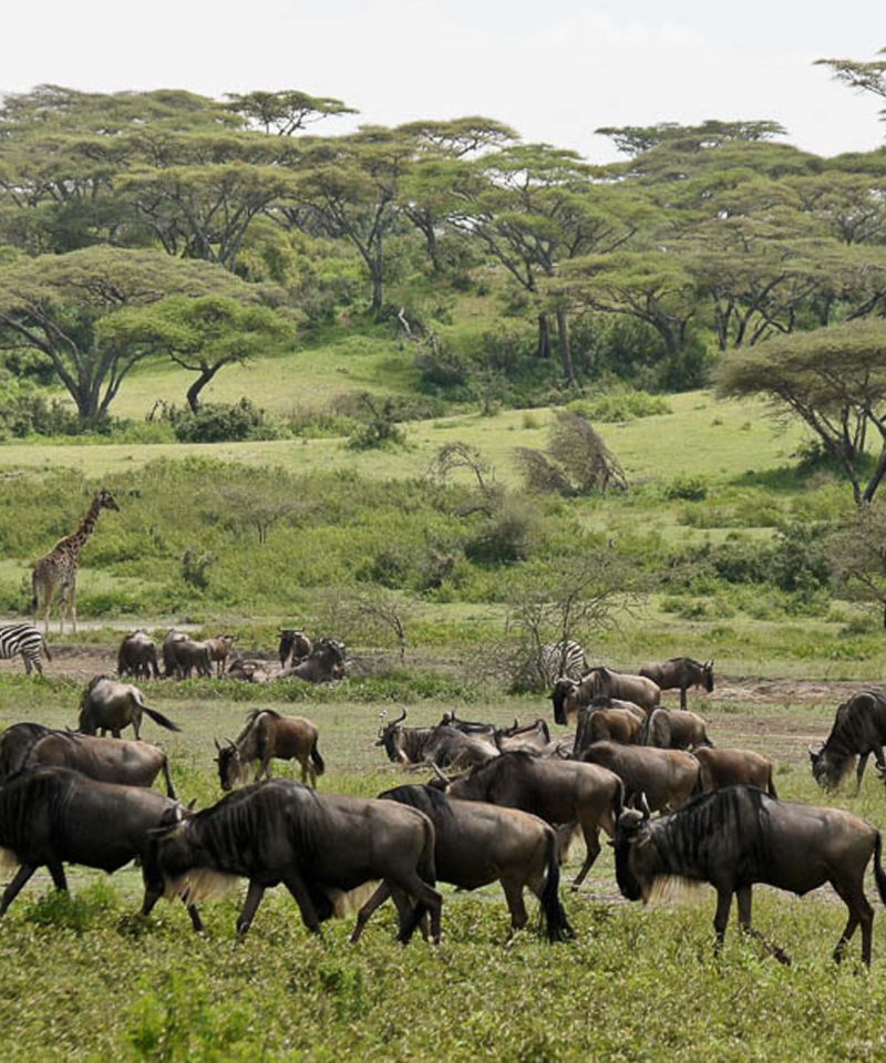 4 Day Ndutu Calving season