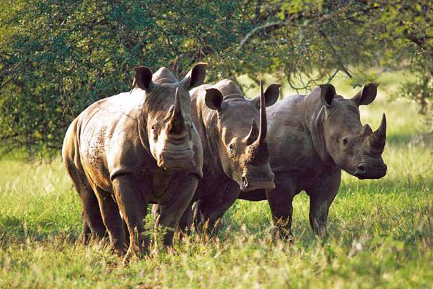 Rhino Sanctuary visit at Mkomazi