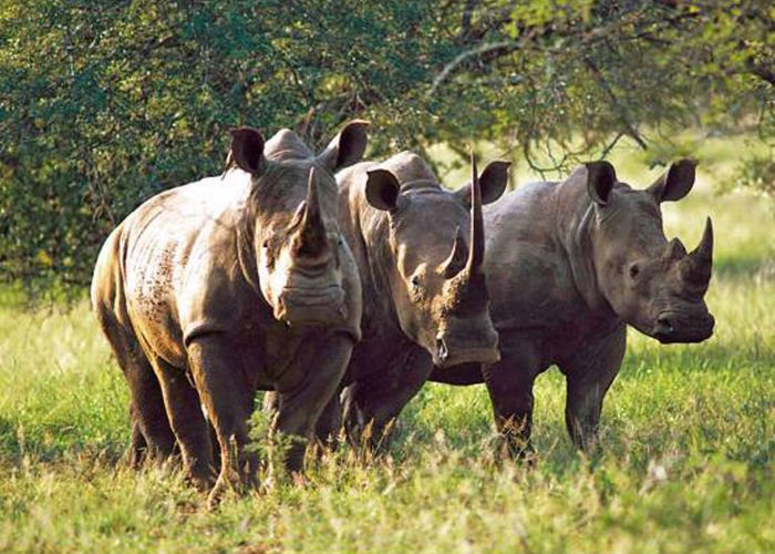 Rhino Sanctuary visit at Mkomazi