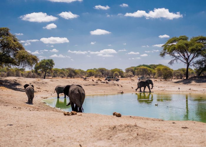 Safari Packages in Tanzania