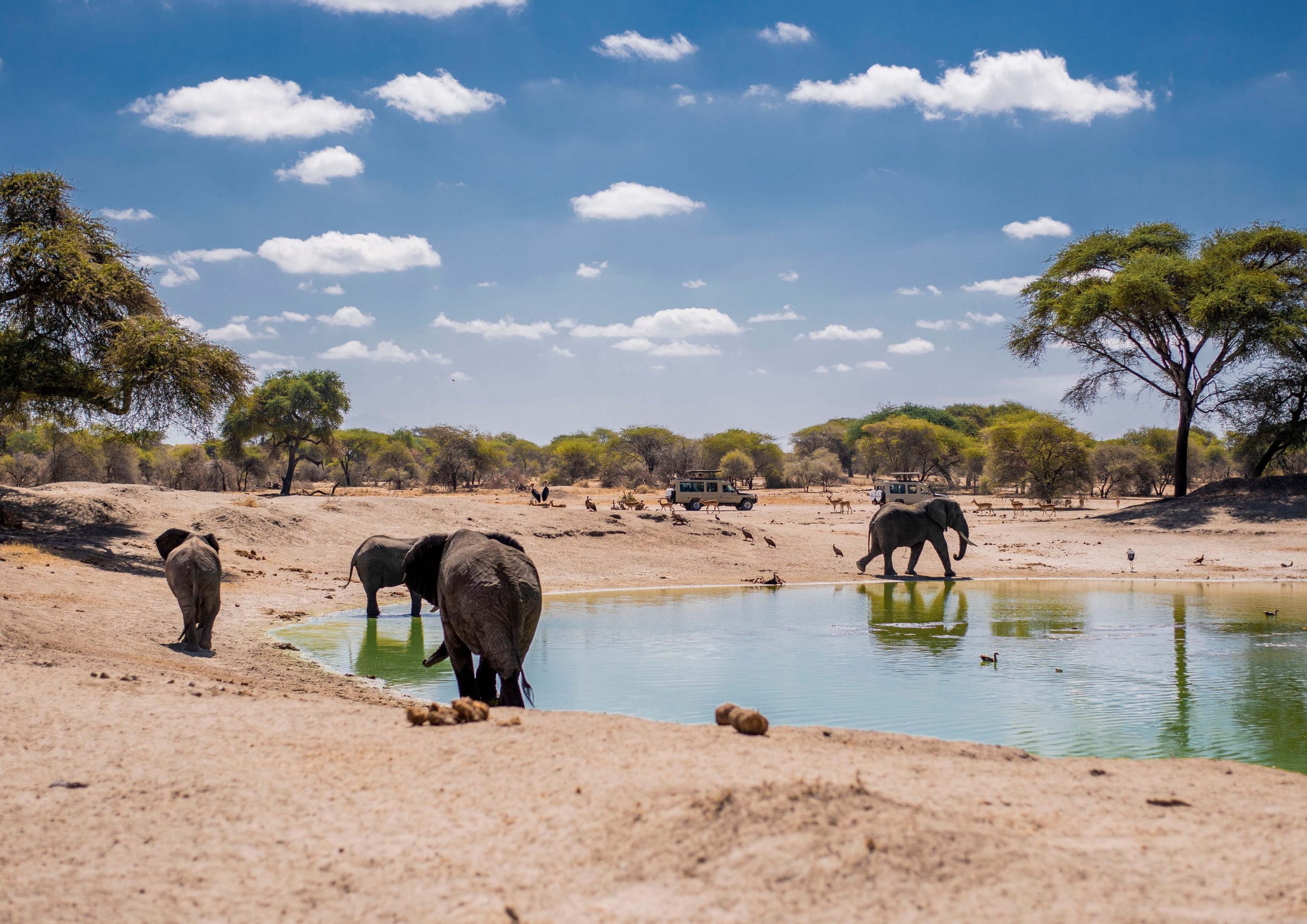 Safari Packages in Tanzania