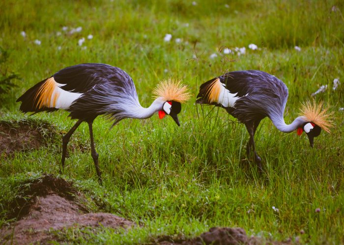 4-Day Safari to Manyara and Ngorongoro