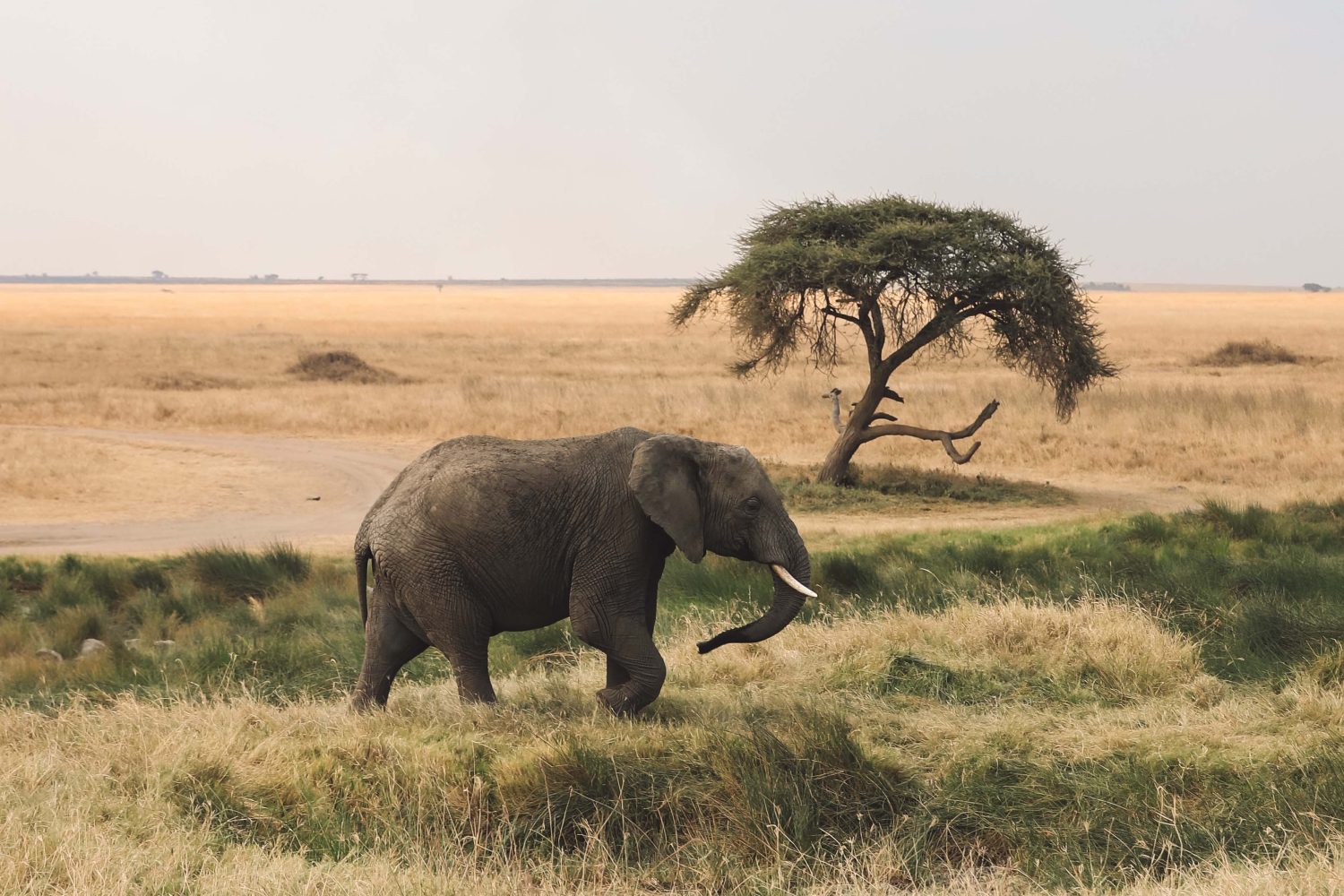 4-Day Unforgettable Tanzania Safari