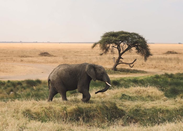 4-Day Unforgettable Tanzania Safari