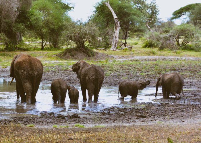 Tarangire National Park