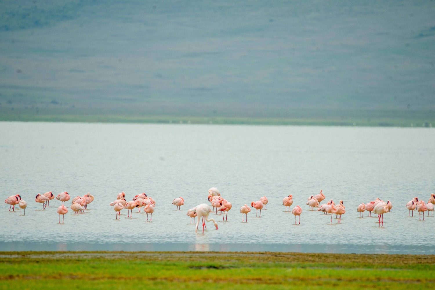 2-Day Luxury Safari to Tarangire and Manyara