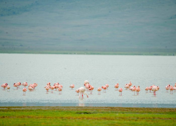 2-Day Luxury Safari to Tarangire and Manyara