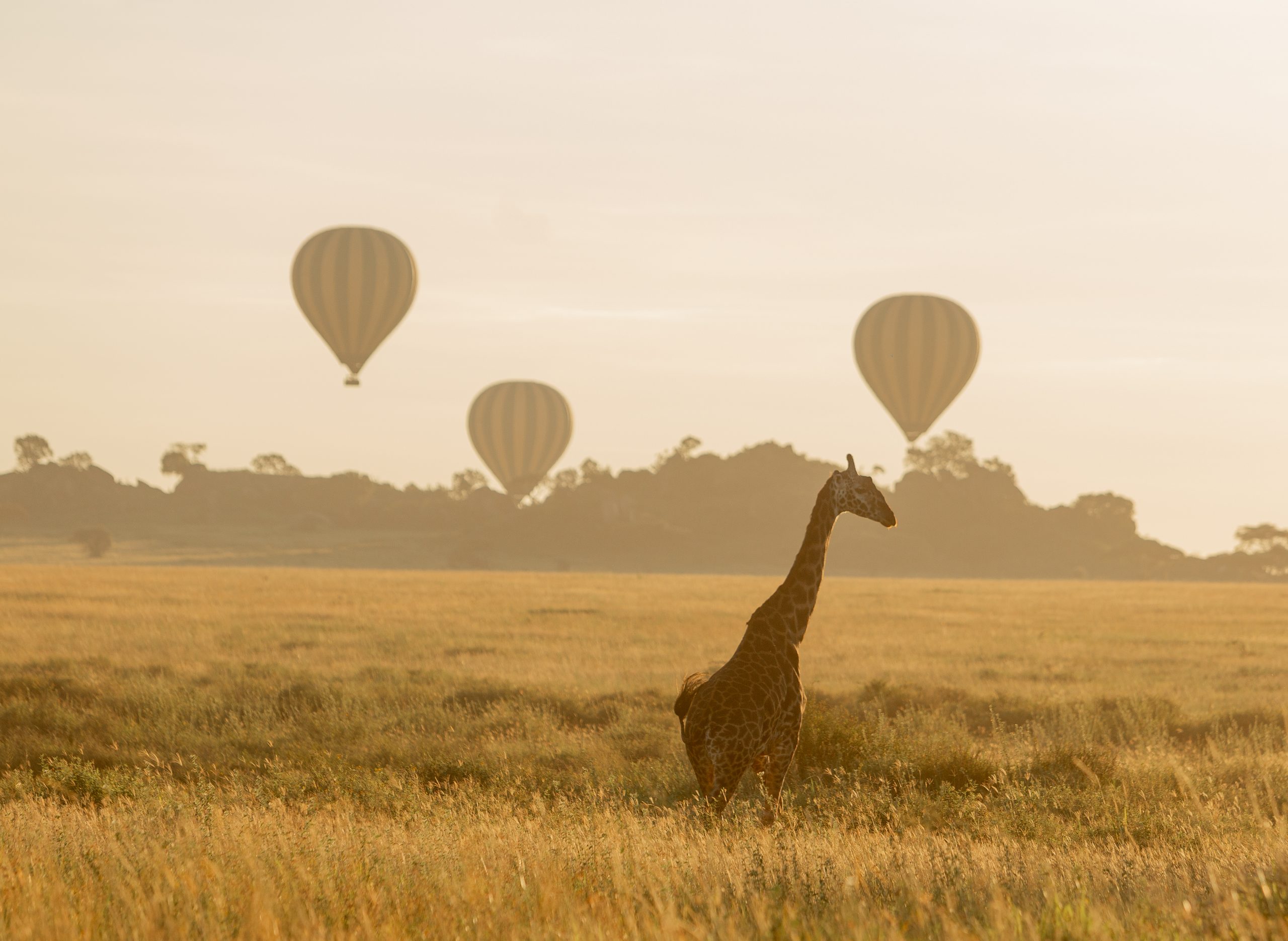 why Tanzania safari?