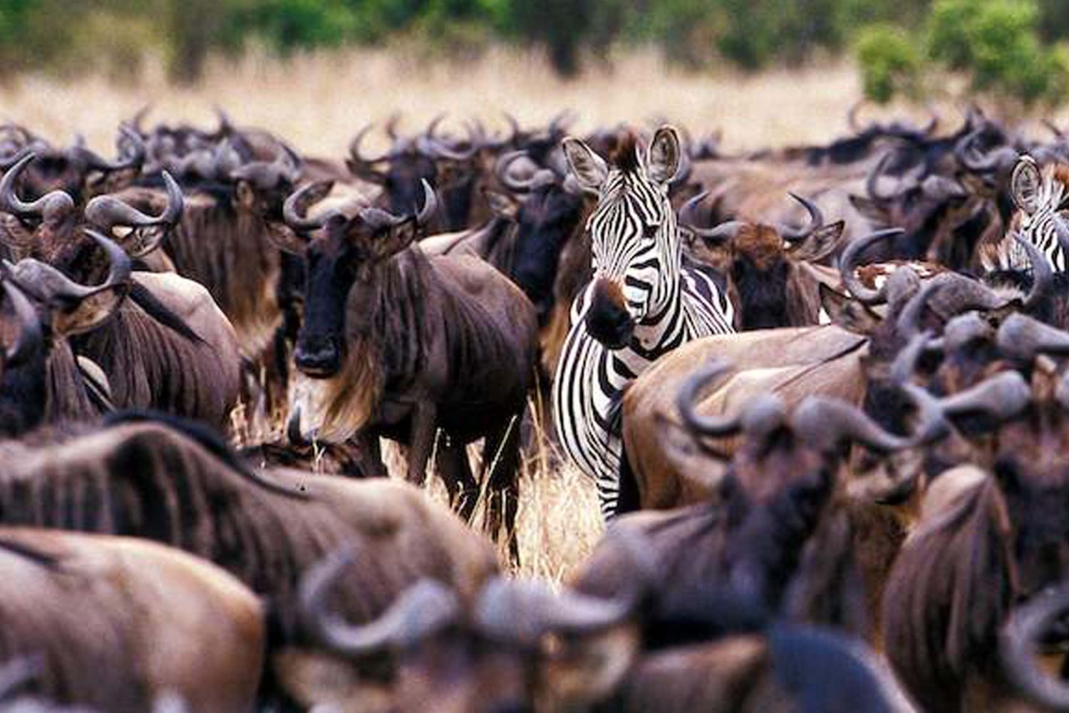6-Day Serengeti Migration