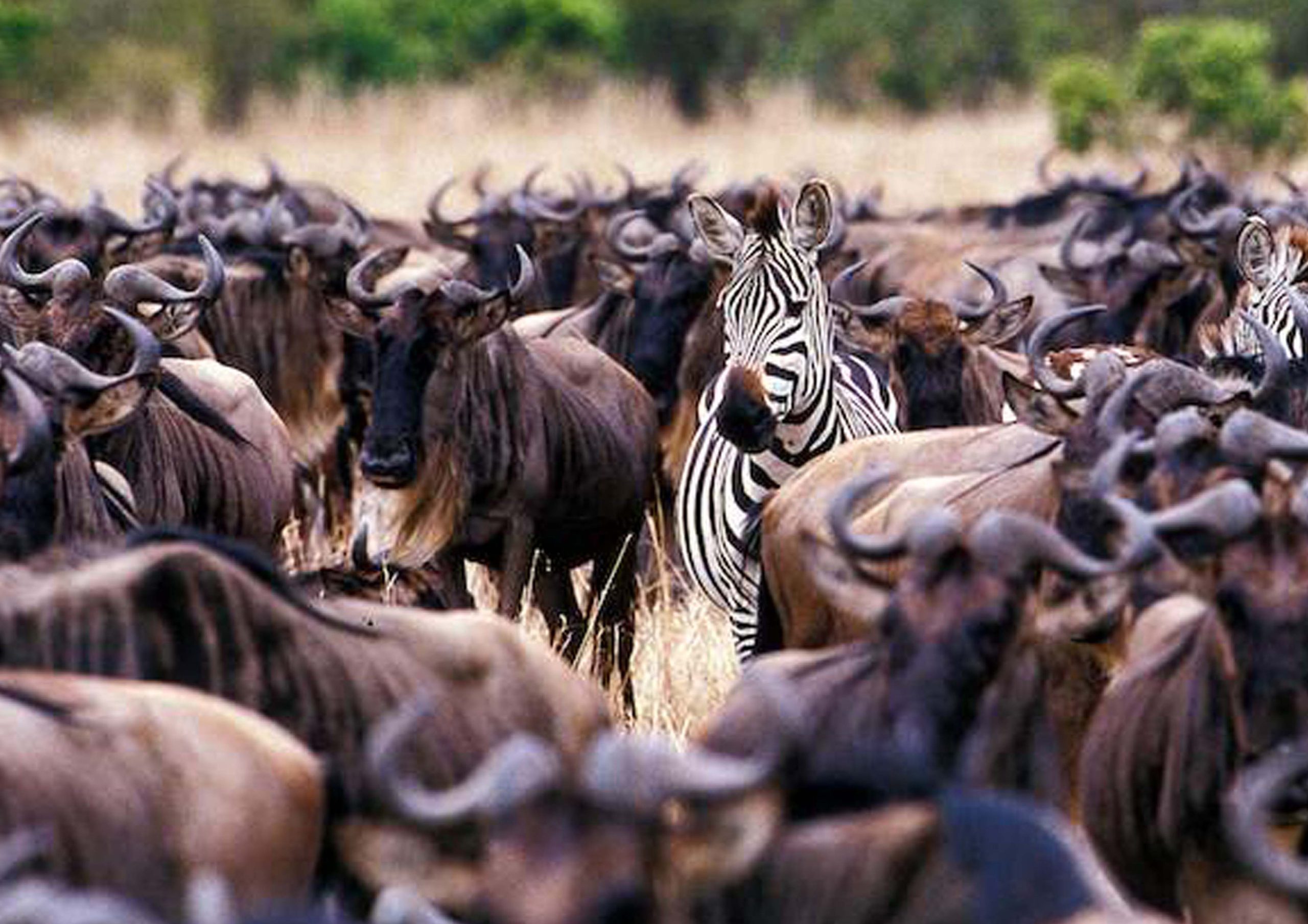6-Day Serengeti Migration