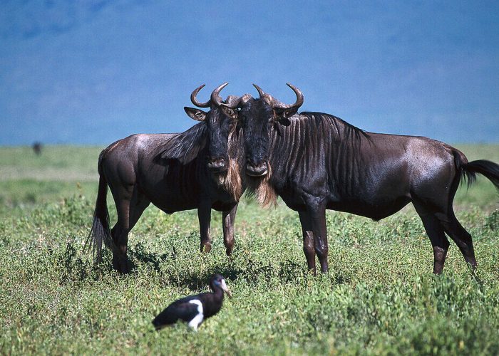 6-Day Serengeti Migration Group