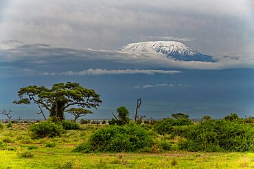 Machame Route Success Rate