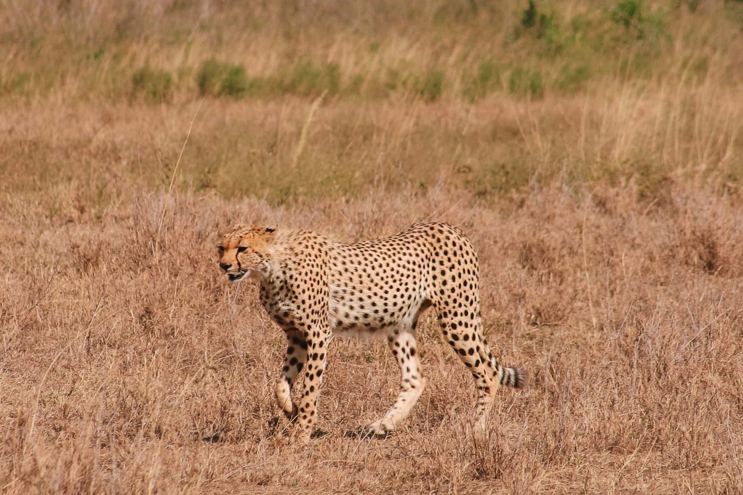 7-Day Migration Safari Tanzania-Best Safari in Tanzania