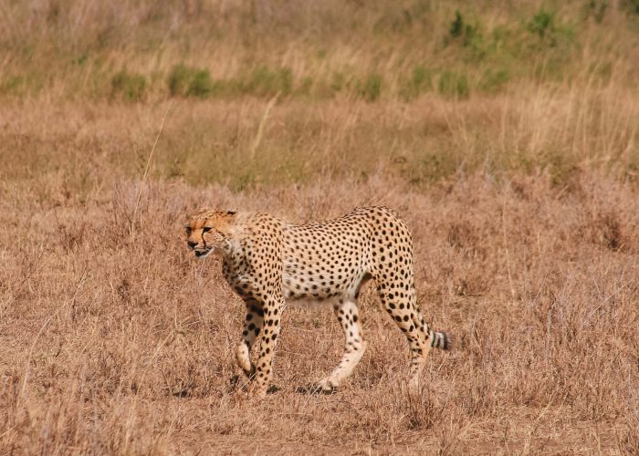 7-Day Migration Safari Tanzania-Best Safari in Tanzania