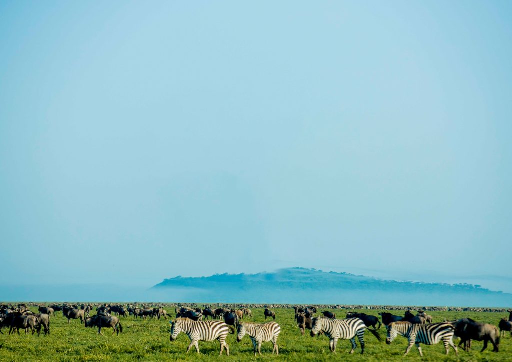 5-Day Ndutu Calving Safari