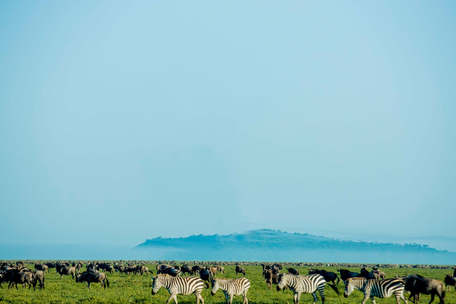 5-Day Ndutu Calving Safari