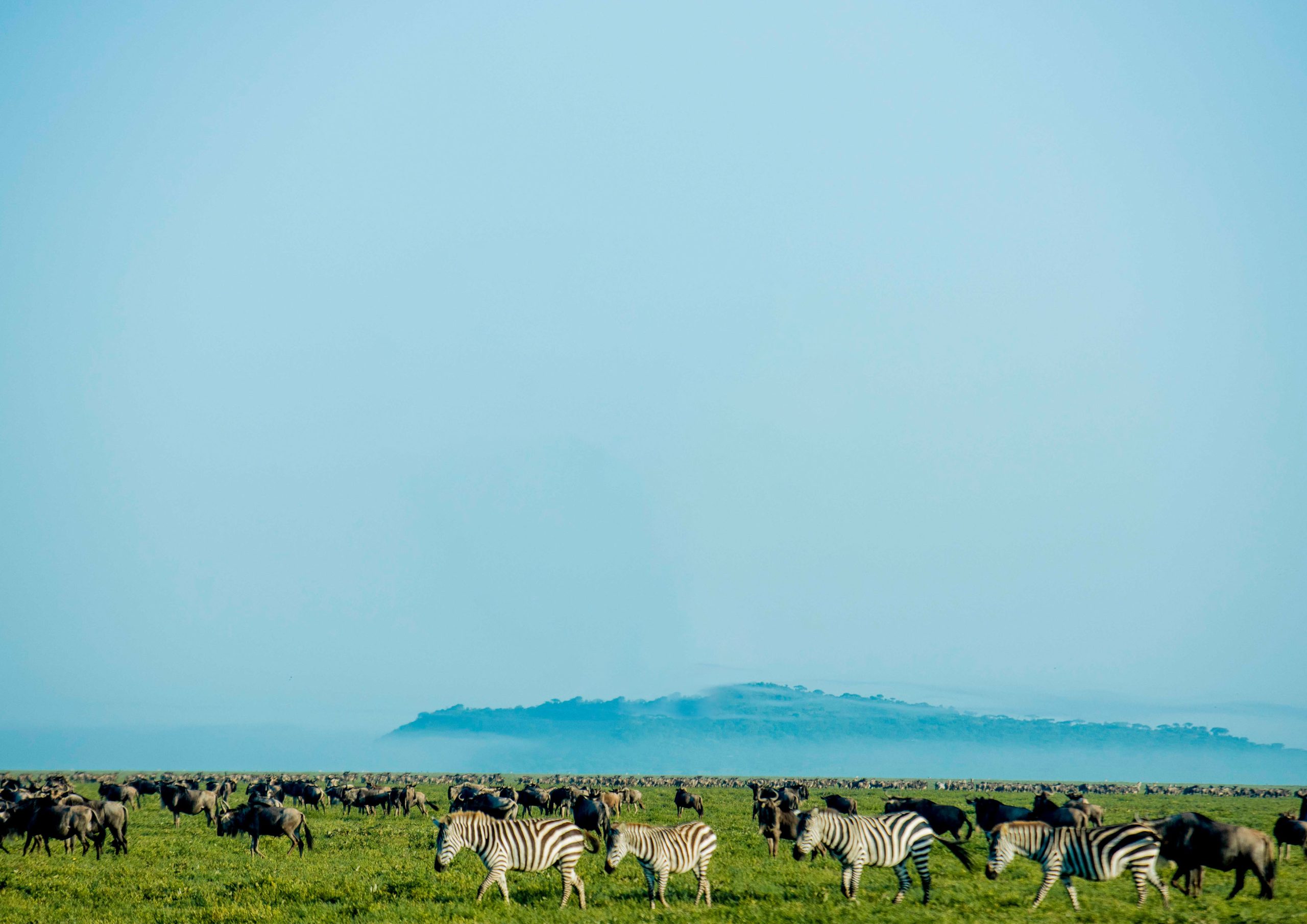 5-Day Ndutu Calving Safari