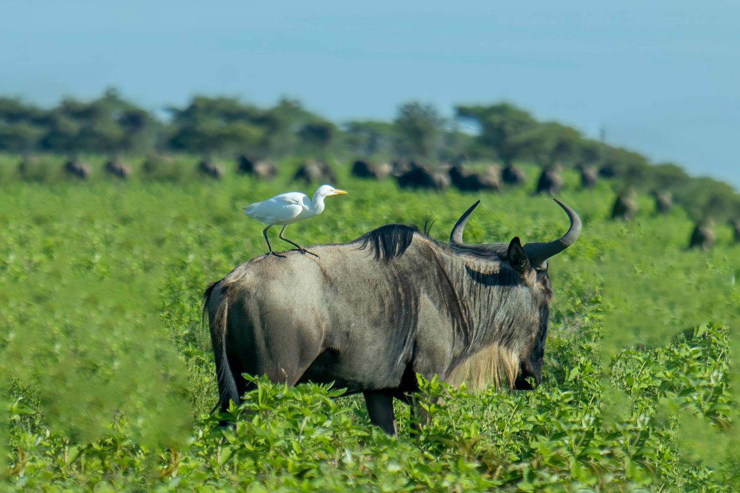 6-Day Ndutu Calving Safari