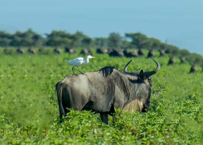 6-Day Ndutu Calving Safari