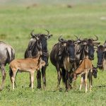 What is Ndutu calving Season?