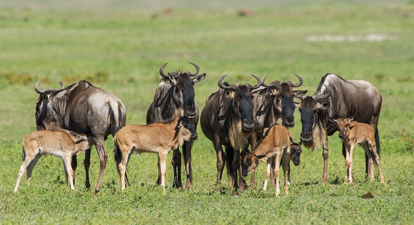 What is Ndutu calving Season?