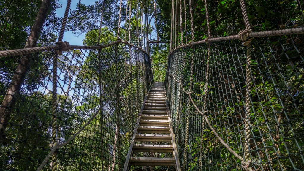 treetop walk at Lake Manyara