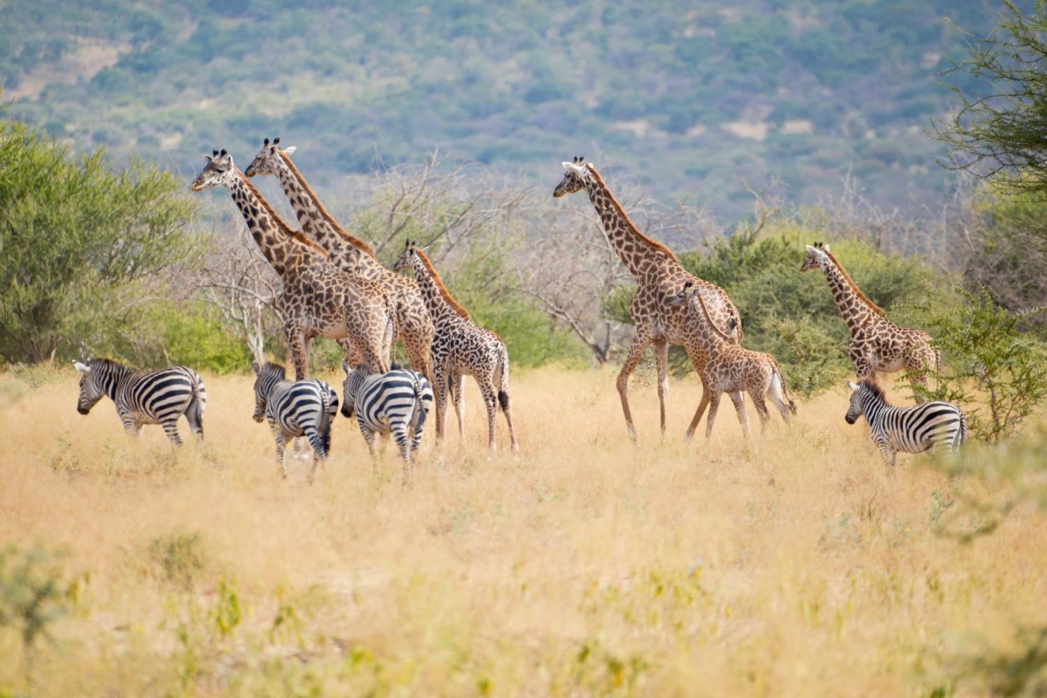 Makuyuni Wildlife Park