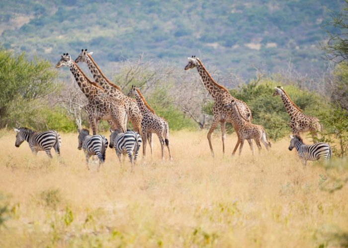 Makuyuni Wildlife Park