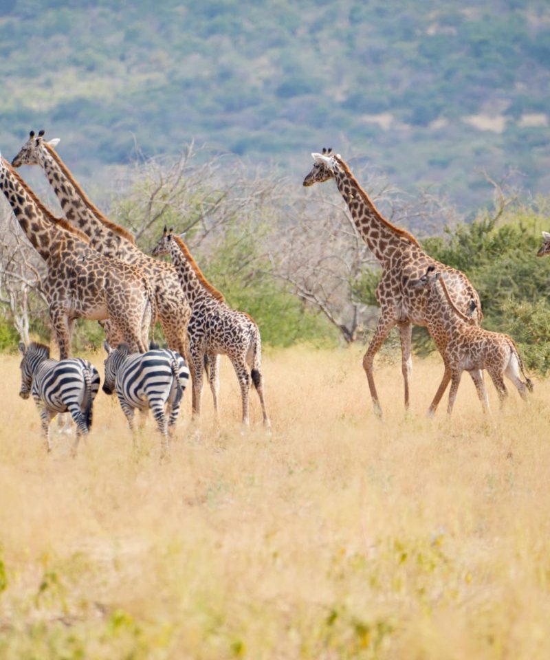 Makuyuni Wildlife Park